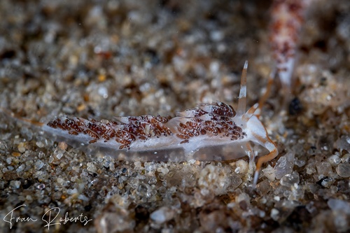 Image of Facelina sp. 1