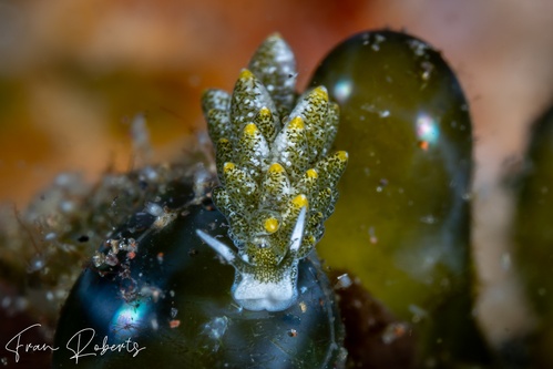 Image of Ercolania sp. 1