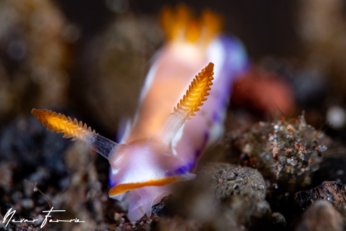 Image of Thorunna sp. 3