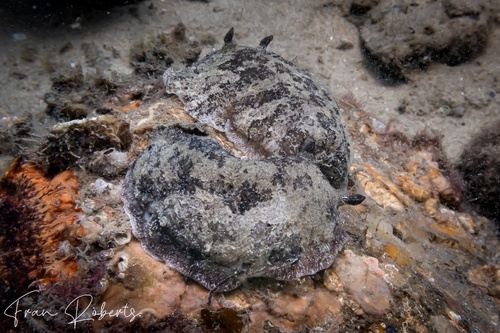 Image of Sebadoris fragilis