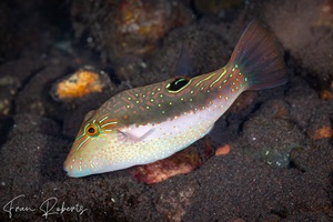 Image of Canthigaster bennetti