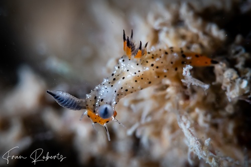 Image of Polycera melanosticta