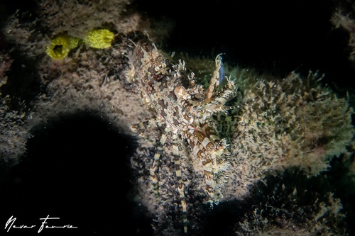 Image of Saron marmoratus