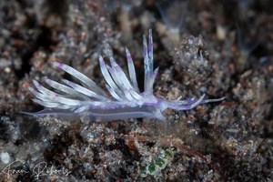 Image of Unidentia sp. 2