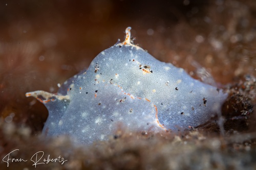 Image of Sagaminopteron nigropunctatum