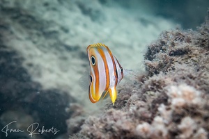 Image of Chelmon rostratus