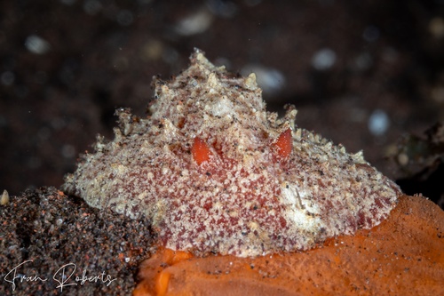 Image of Sclerodoris tuberculata