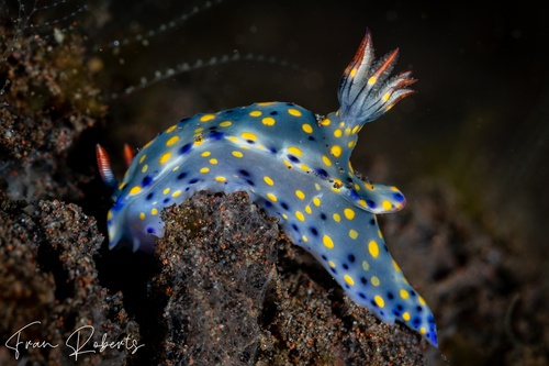 Image of Hypselodoris confetti