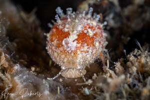 Image of Cypraea sp. 1