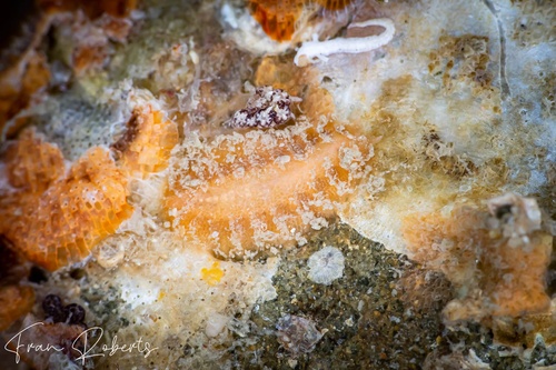 Image of Unidentified Flatworm sp. 7