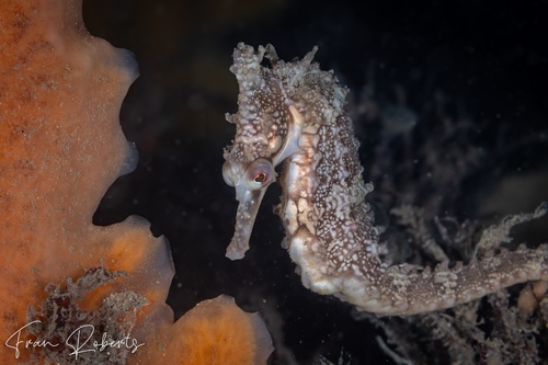 Image of Hippocampus whitei