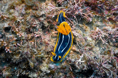 Image of Chromodoris kuiteri