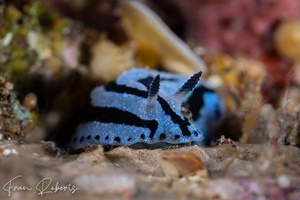 Image of Phyllidiopsis annae
