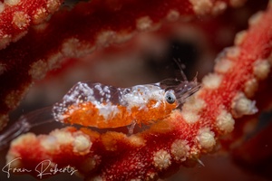 Image of Hamodactylus paraqabai