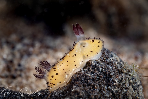 Image of Jorunna parva