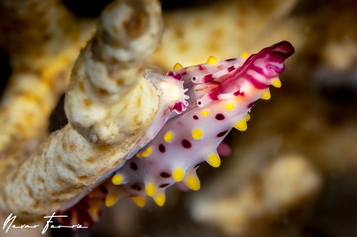 Image of Phenacovolva rosea