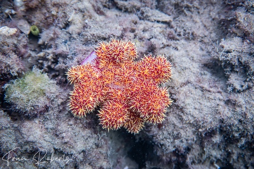Image of Soft Corals Various