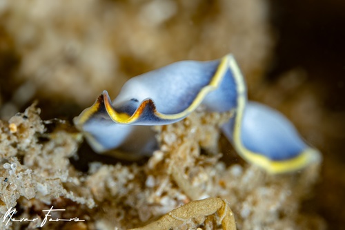 Image of Cycloporus venetus B