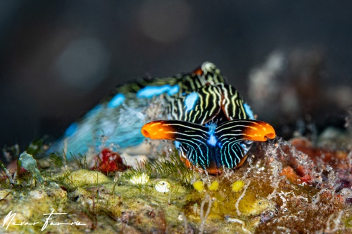 Image of Thuridilla gracilis