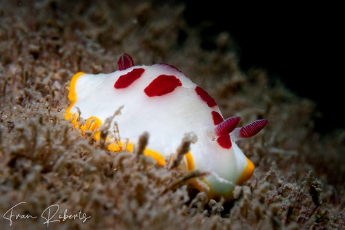Image of Goniobranchus splendidus