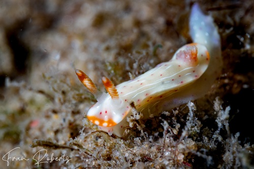Image of Thorunna sp. 2