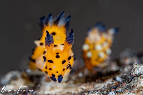 Image of Polycera abei
