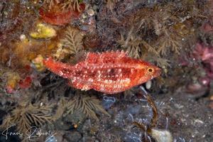 Image of Pteragogus turdus