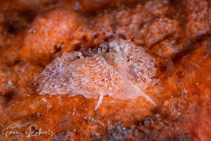 Image of Noumeaella sp. 1