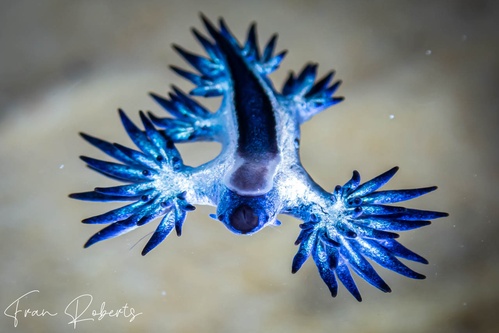 Image of Glaucilla bennettae