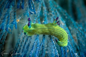 Image of Tambja tenuilineata