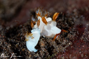 Image of Trapania gibbera