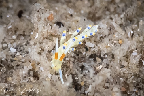 Image of Tenellia sp. 33