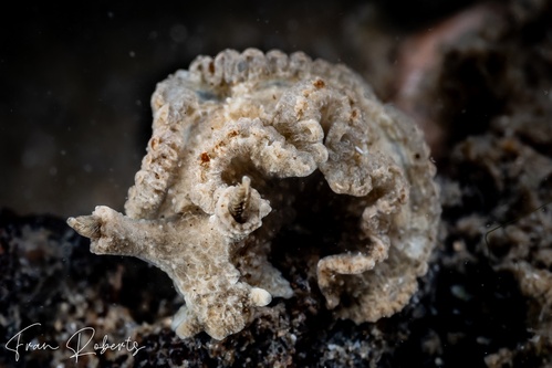 Image of Lomanotus sp. 1