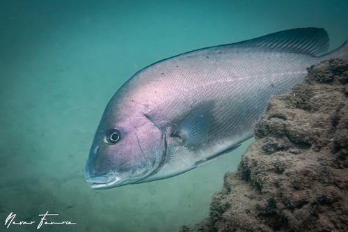 Image of Diagramma labiosum