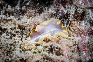 Image of Cycloporus sp. 1