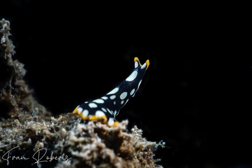 Image of Pseudoceros scintillatus