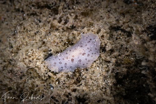 Image of Discodoris lilacina