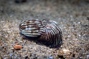 Image of Sepioloidea lineolata