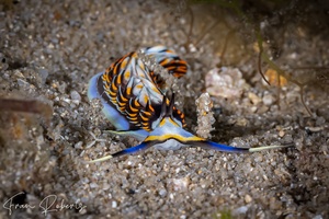 Image of Cerberilla sp. 2