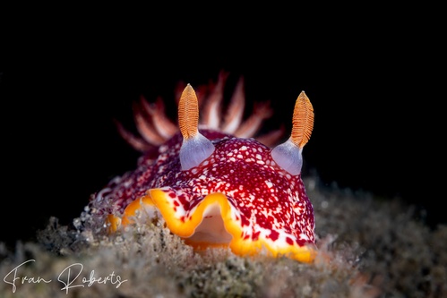 Image of Goniobranchus sp. 1