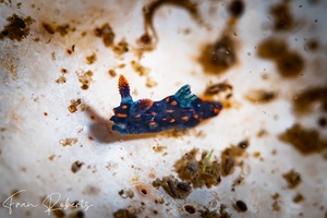 Image of Nembrotha sp. 1
