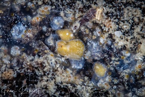 Image of Unidentified Flatworm sp. 6