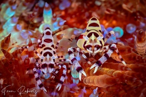 Image of Periclimenes colemani