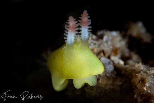 Image of Verconia laboutei