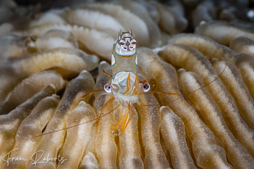 Image of Thor amboinensis