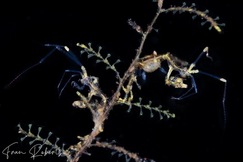 Image of Caprellidae sp