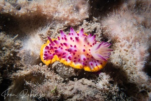 Image of Mexichromis sp. 1