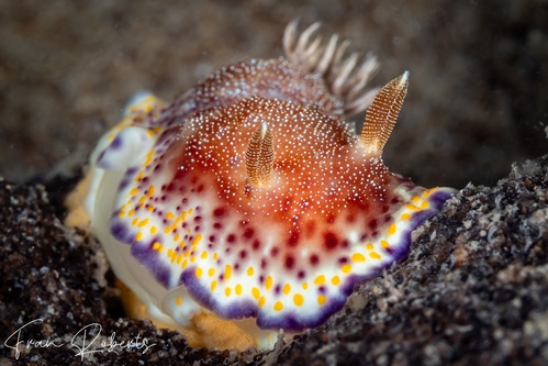 Image of Goniobranchus collingwoodi