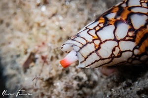 Image of Conus textile