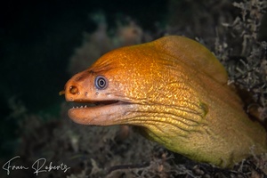 Image of Gymnothorax prasinus
